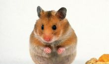 人教版小学语文六年级上册第一单元作文