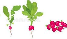 四年级作文：成长的收获