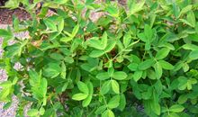 野花和花生-高中记叙文900字