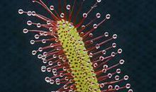 茅膏菜-优秀状物作文400字