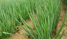 四年级作文：家乡的大葱