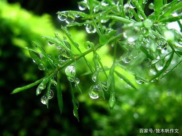 三年级作文:雨后