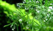 三年级作文：雨后