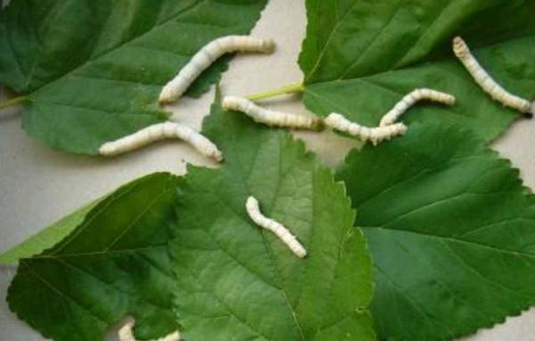 优秀作文：养蚕日记，春蚕的一生 1