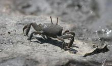 小学生优秀作文赏析—《我家的小螃蟹》