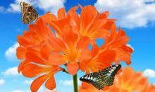 中学生作文：《君子兰盆里的一朵野花》，绽放自己的色彩