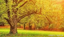 高中生优秀作文：凉秋