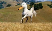 移花接木——作文技巧之二