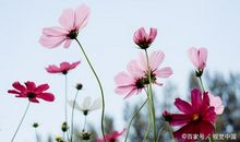 高中生优秀作文：撑起一片属于自己的天空