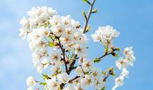 小学生作文｜春天真的来了