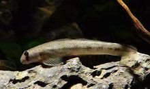 关于闪电的作文：来自气球的闪电_700字