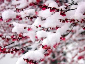 冬之雪_600字