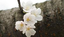 疫情作文：樱花落处，满地成诗