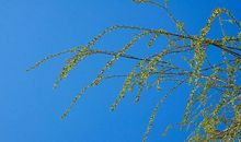 三年级想象作文：如果你会变，想变成什么？4篇三百字精彩范文！