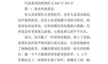 介绍一种事物――油菜花作文600字