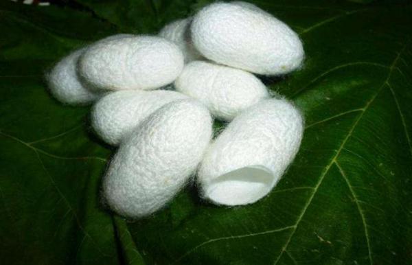 优秀作文：养蚕日记，春蚕的一生 2