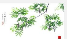 旧居的合欢树 赞美合欢树的作文1100字作文