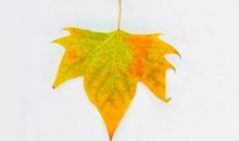 梧桐叶 秋日私语900字作文