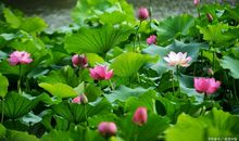 作文五大表达方式之描写