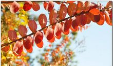 秋日暖阳 秋天的太阳900字作文