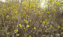 细嗅路旁野花香作文