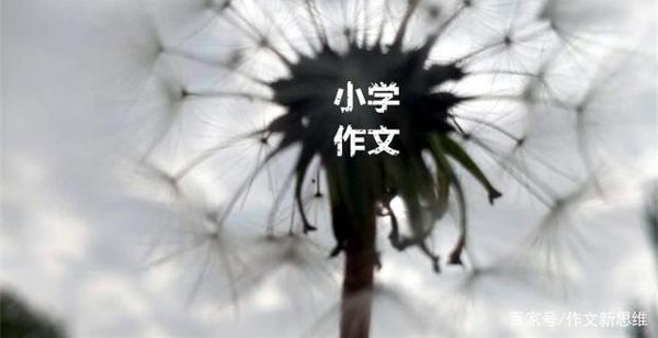 《盼望着像鸟儿一样飞翔》令人惊讶的一篇小学六年级作文
