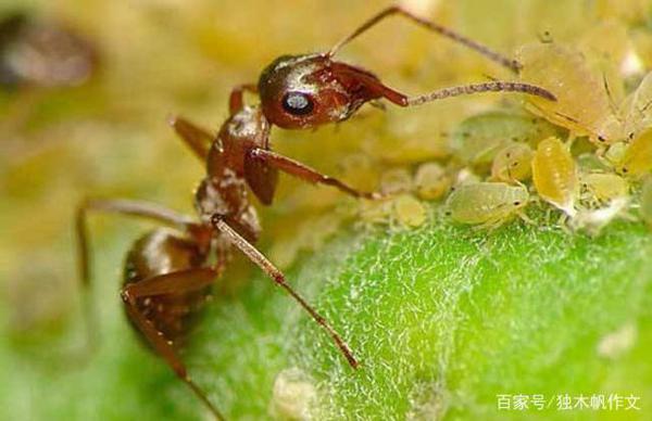 四年级作文:有趣的蚜虫
