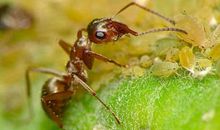 四年级作文：有趣的蚜虫