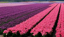 独观花海-小学写景作文300字