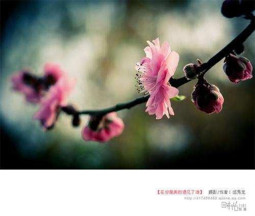 花落时遇见_800字
