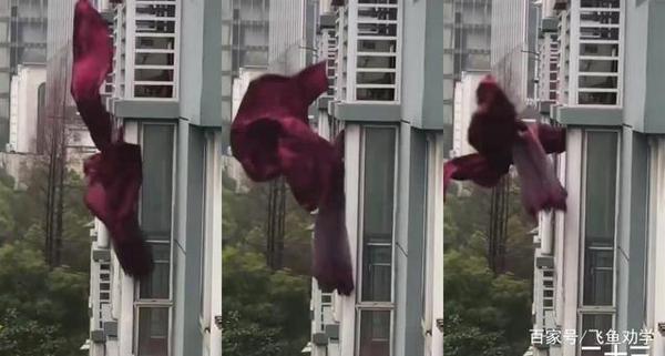 写作指导:学生该如何用“武汉网红窗帘被永久收藏新闻”进行作文 1