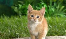 四年级作文：我家的小猫