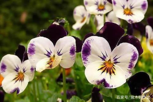 四年级作文：我最喜欢的花