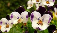 四年级作文：我最喜欢的花