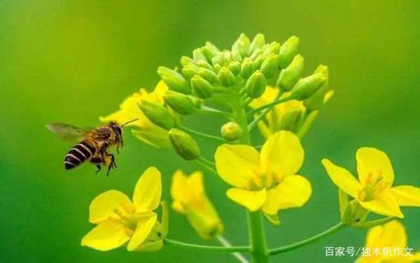 四年级作文:寻找春天