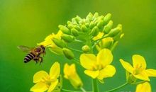 四年级作文：寻找春天