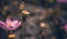 英语作文：My Dream Job――导演