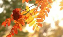 关于秋分的作文：争秋夺伏_900字