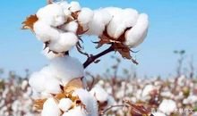 四年级作文：棉花