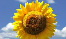 中学生作文：《向日葵的微笑》，只有向日葵知道，阳光将去哪里