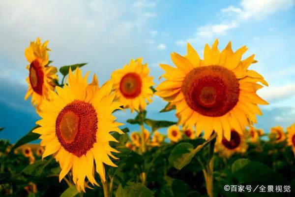 中学生作文:《向日葵的微笑》,只有向日葵知道,阳光将去哪里 1