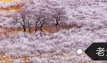 给一个不会说话的孩子改改作文