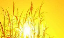 关于秋天的作文：秋天，与阳光亲近_800字