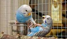 虎皮鹦鹉 我家的鹦鹉600字作文