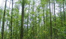 《落在香杉树的雪花》英语读后感_3000字