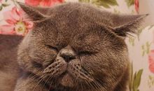 原创 小学作文《三十年后的我》