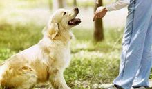 我的动物朋友小狗作文300字