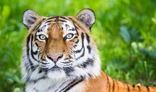 原创 优秀作文：《感人肺腑的金叶子》，这只老虎太有义气了