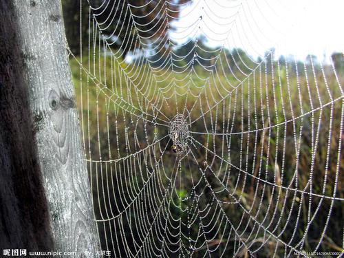 住大房子的老鼠和织大网的蜘蛛