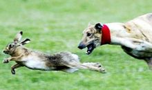 猎狗和狮子的寓言